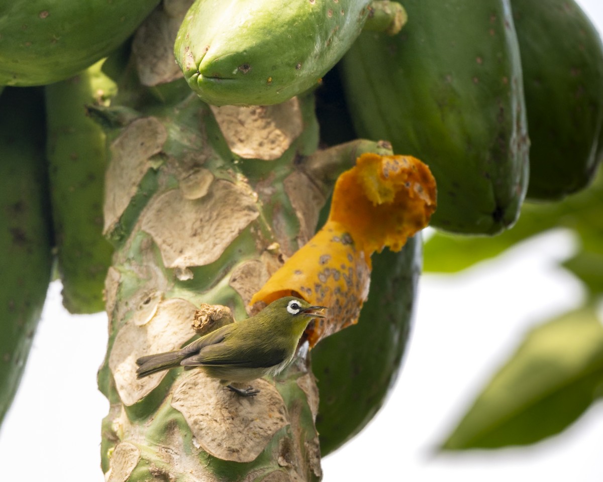 Small Lifou White-eye - ML646867833