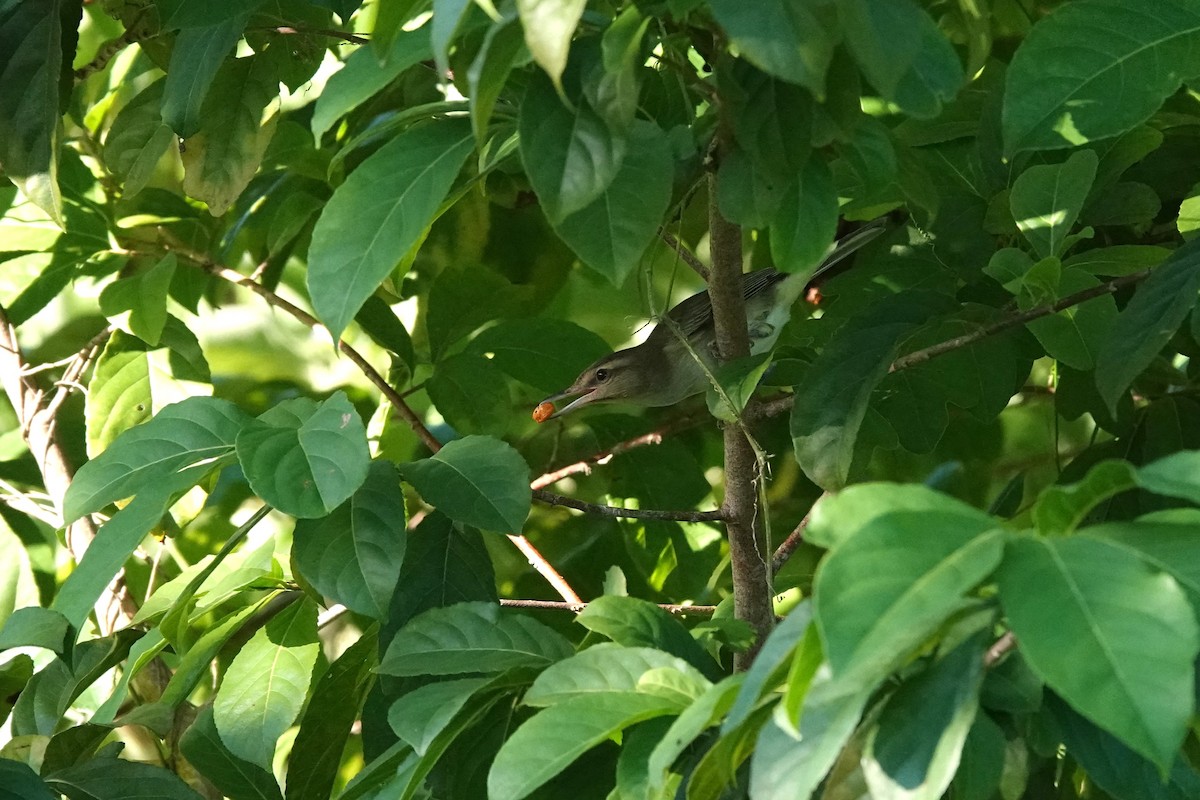 Black-whiskered Vireo - ML646867835