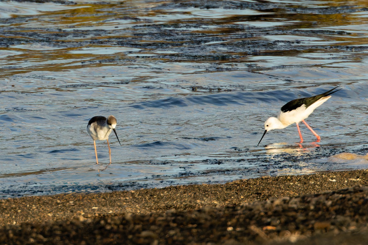Échasse blanche - ML646867839
