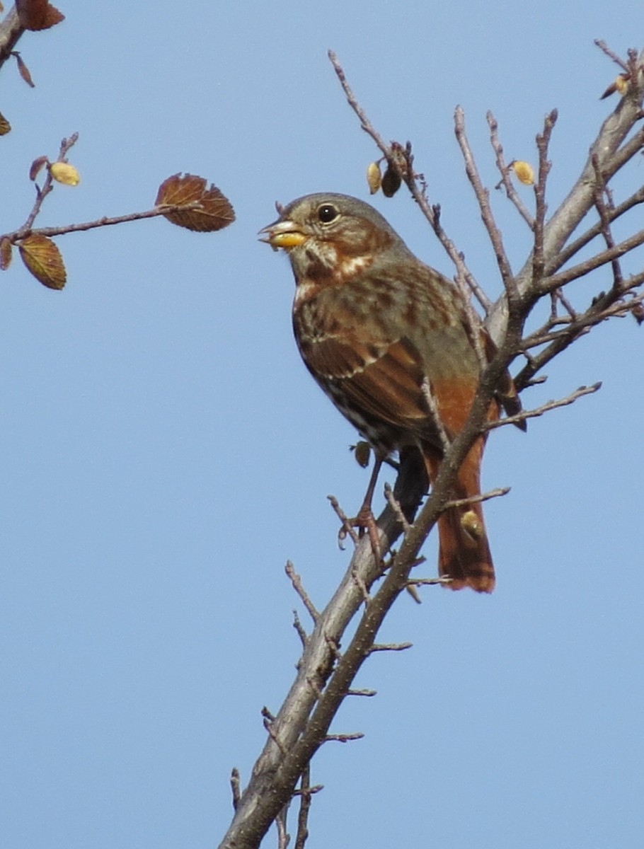 Пестрогрудая овсянка - ML646867840