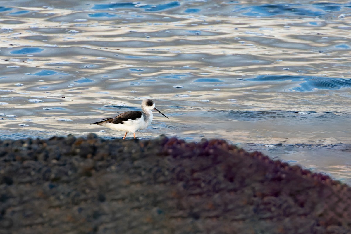 Échasse blanche - ML646867841