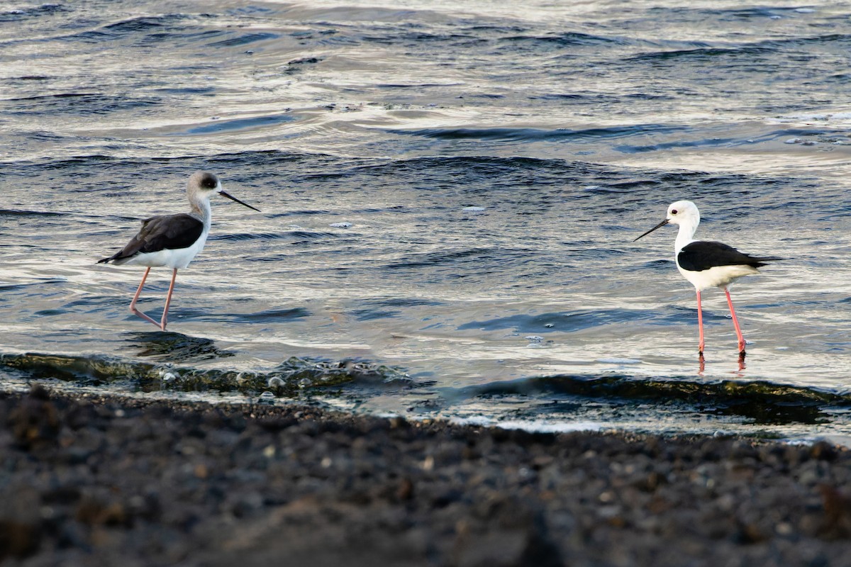 Échasse blanche - ML646867842
