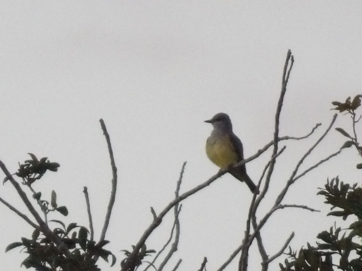 Western Kingbird - ML646867845