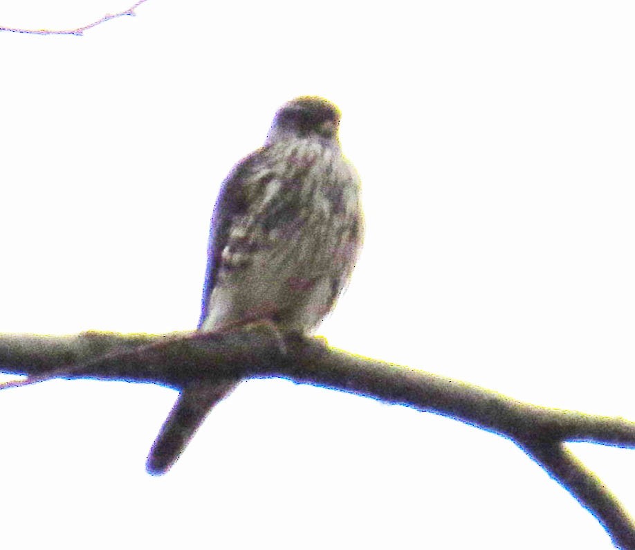 Esmerejón - ML646867847