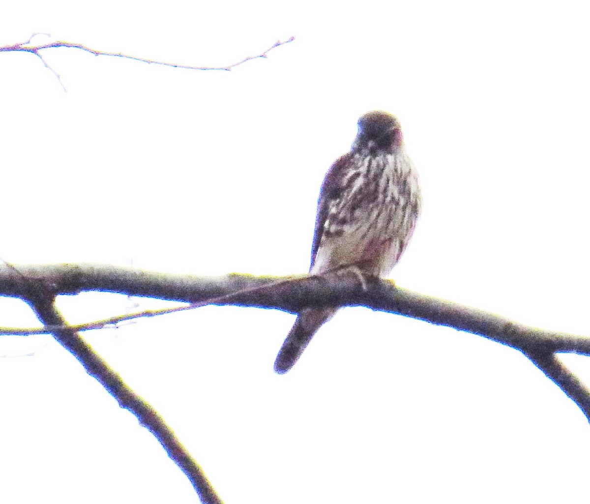 Esmerejón - ML646867848