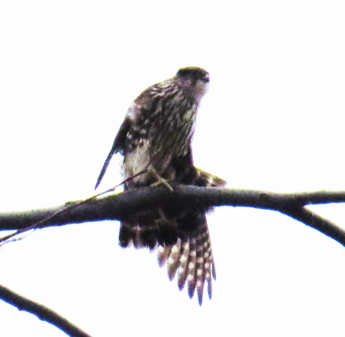 Esmerejón - ML646867849