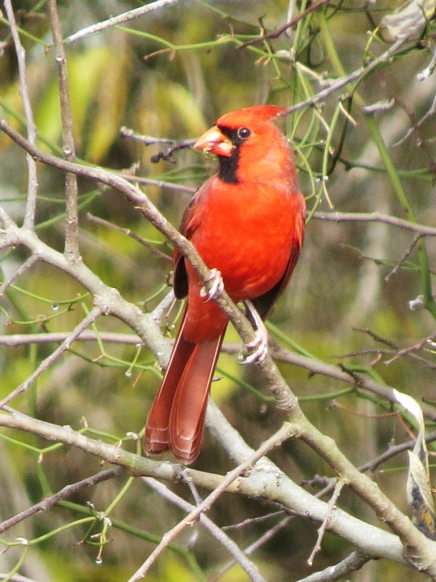 Красный кардинал - ML646867853