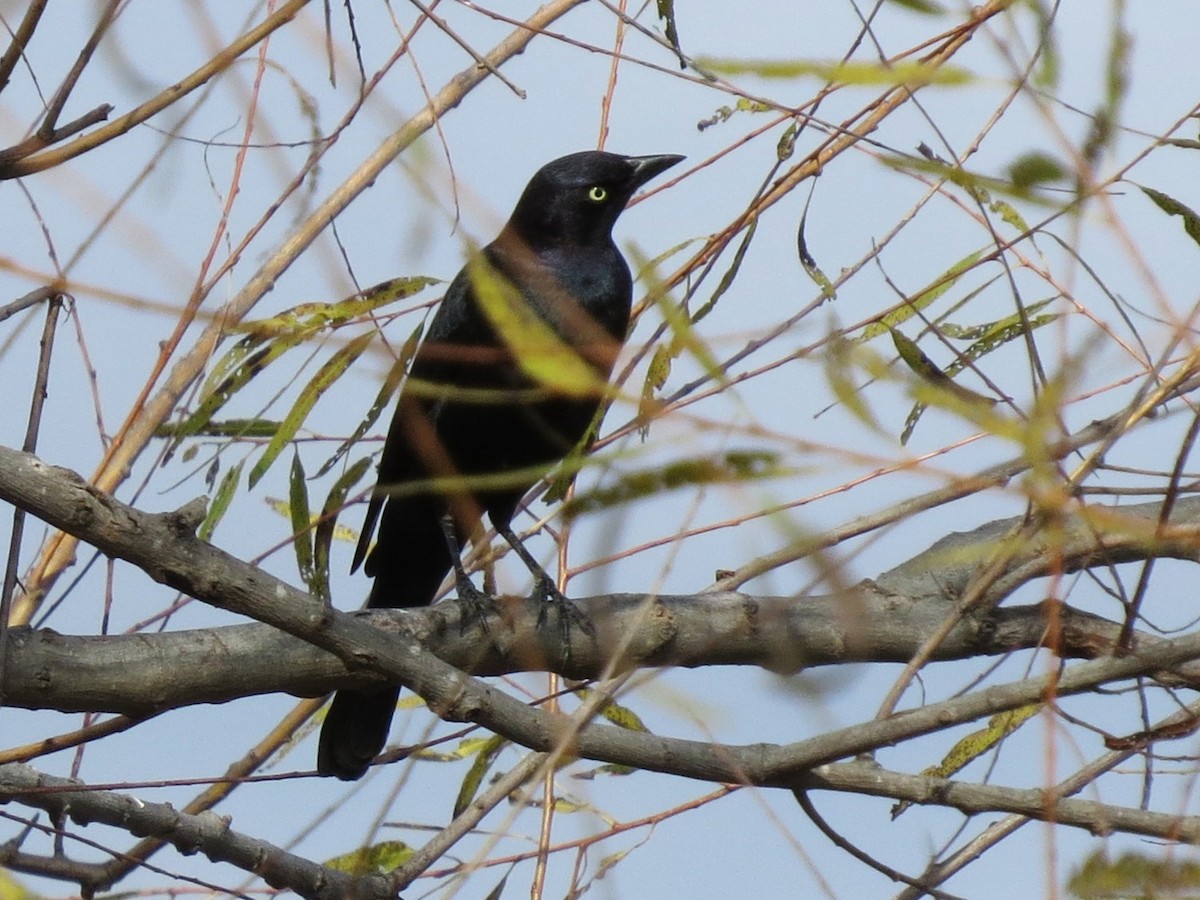 Пастбищный трупиал - ML646867868