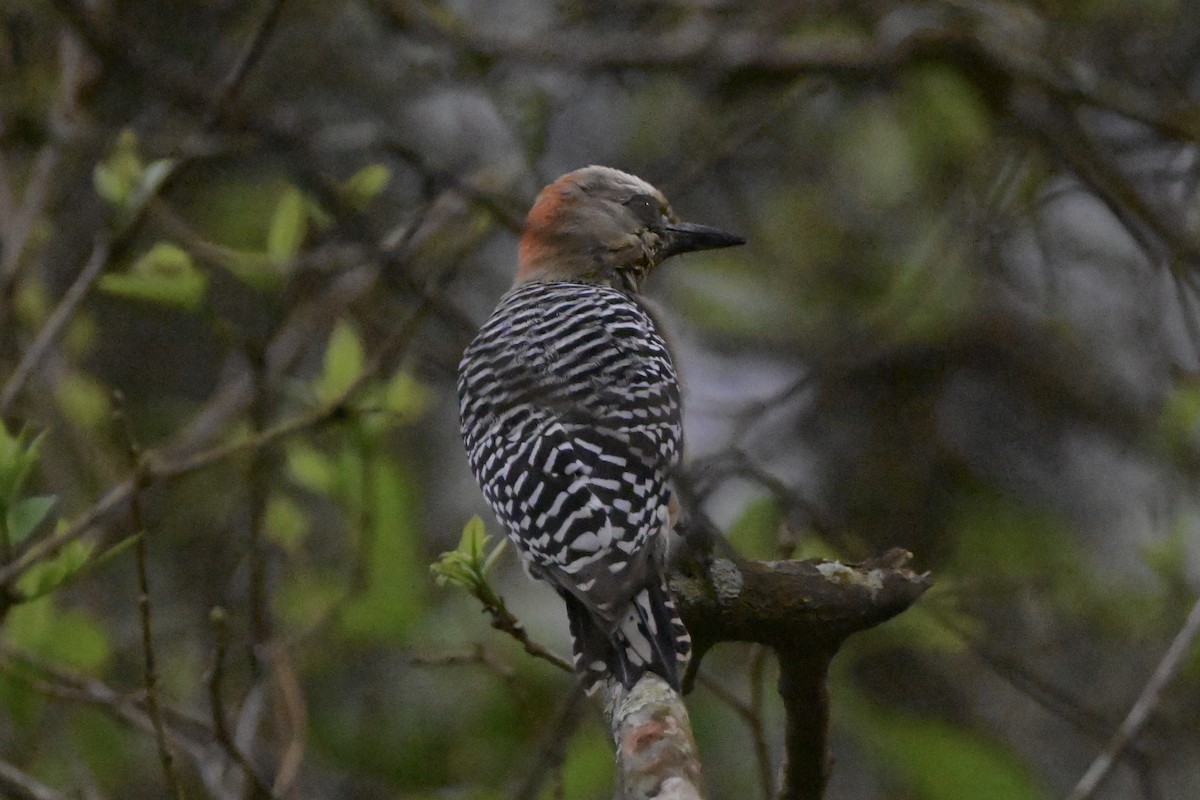 Al Başlıklı Ağaçkakan - ML646867870