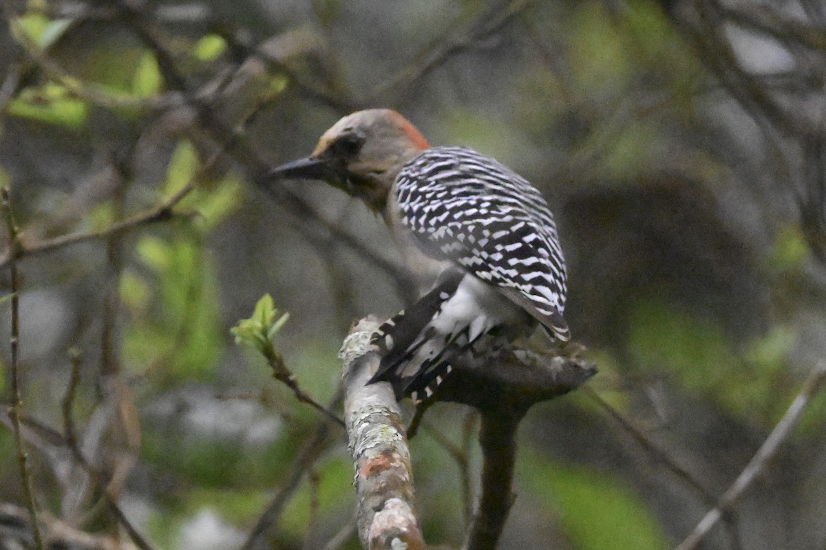 Al Başlıklı Ağaçkakan - ML646867871