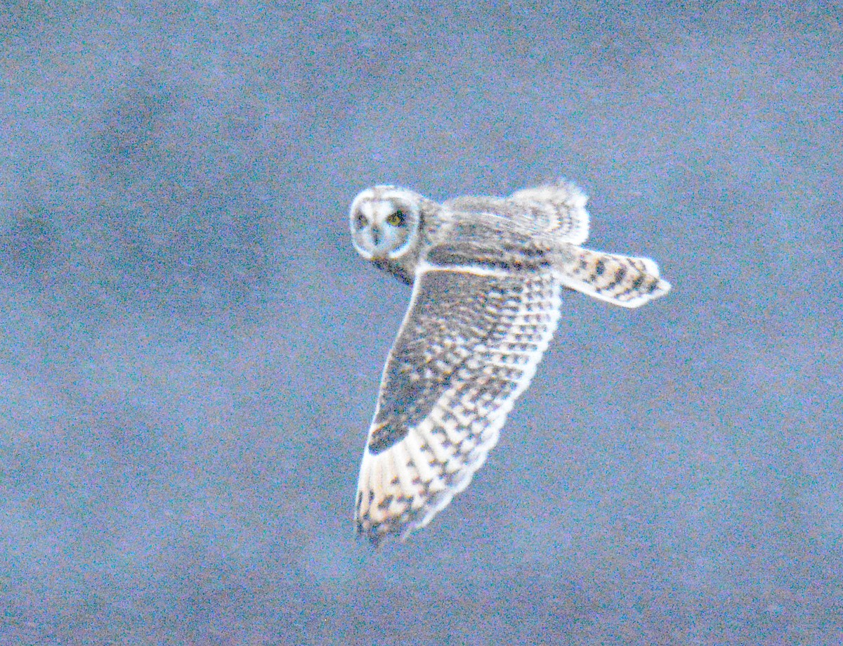 ינשוף שדות (צפוני) - ML646867872