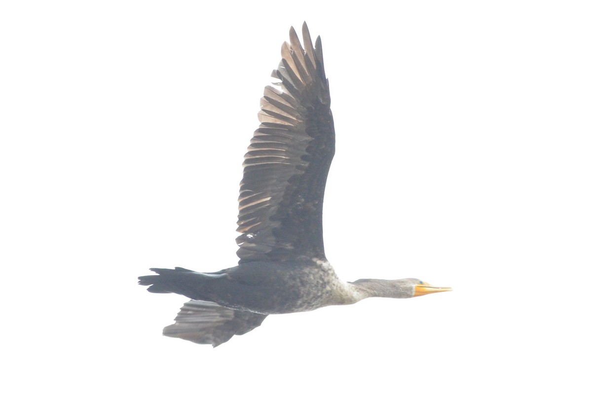 Double-crested Cormorant - ML646867874