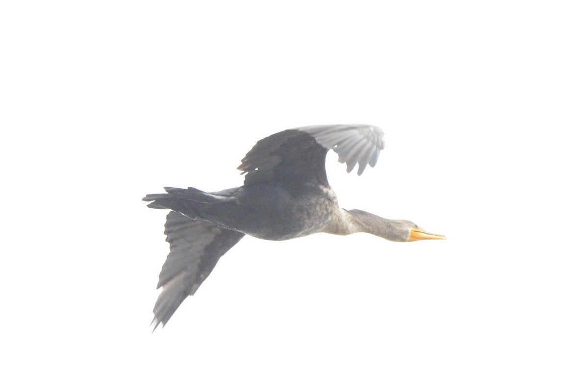 Double-crested Cormorant - ML646867875