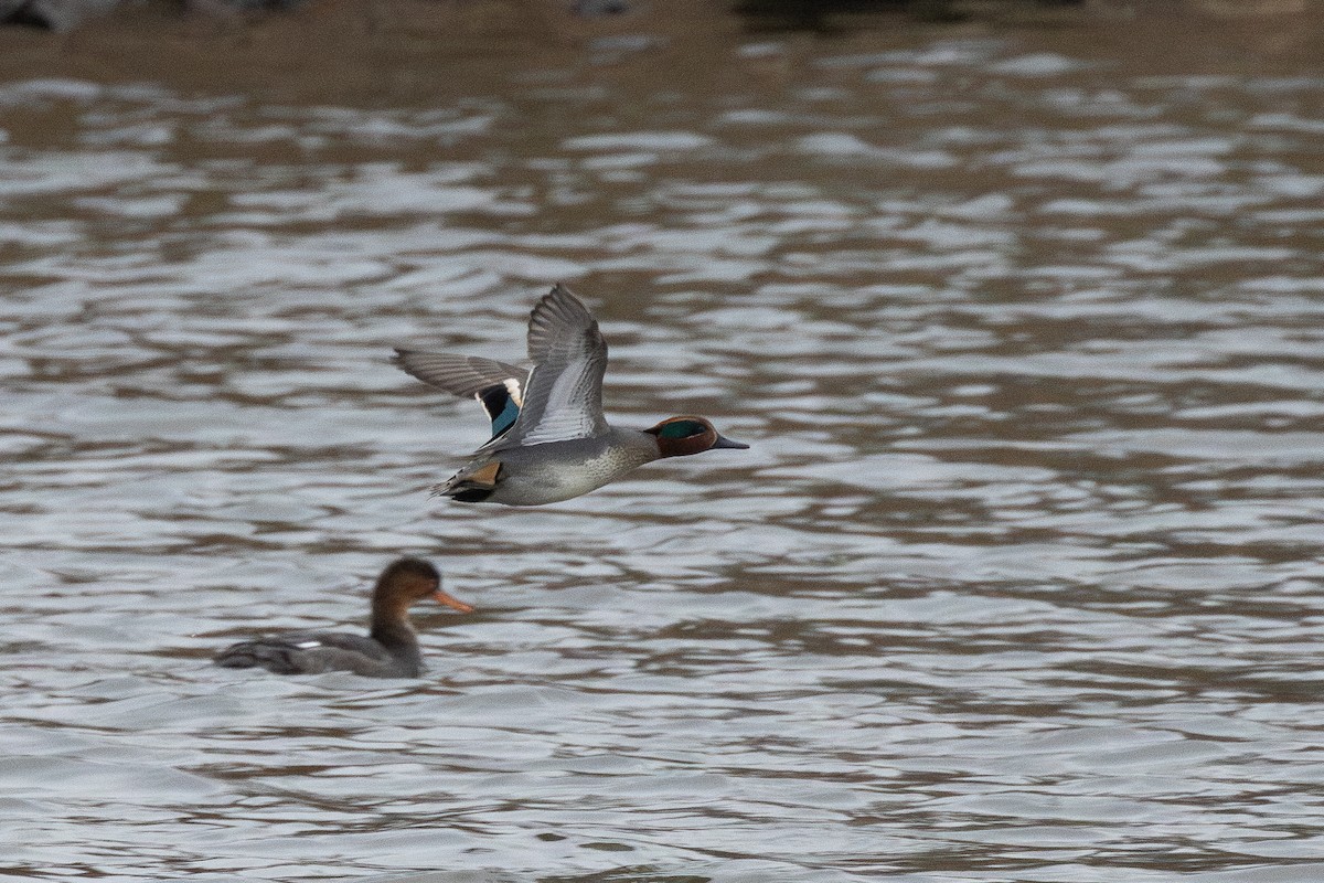 Чирянка мала (підвид crecca) - ML646867880