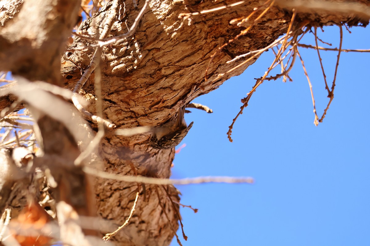 Brown Creeper - ML646867881