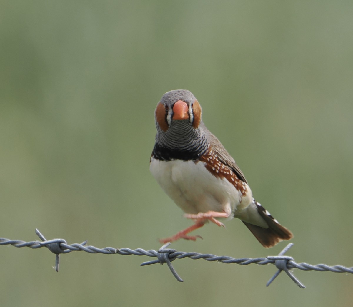 Diamante Cebra - ML646867882