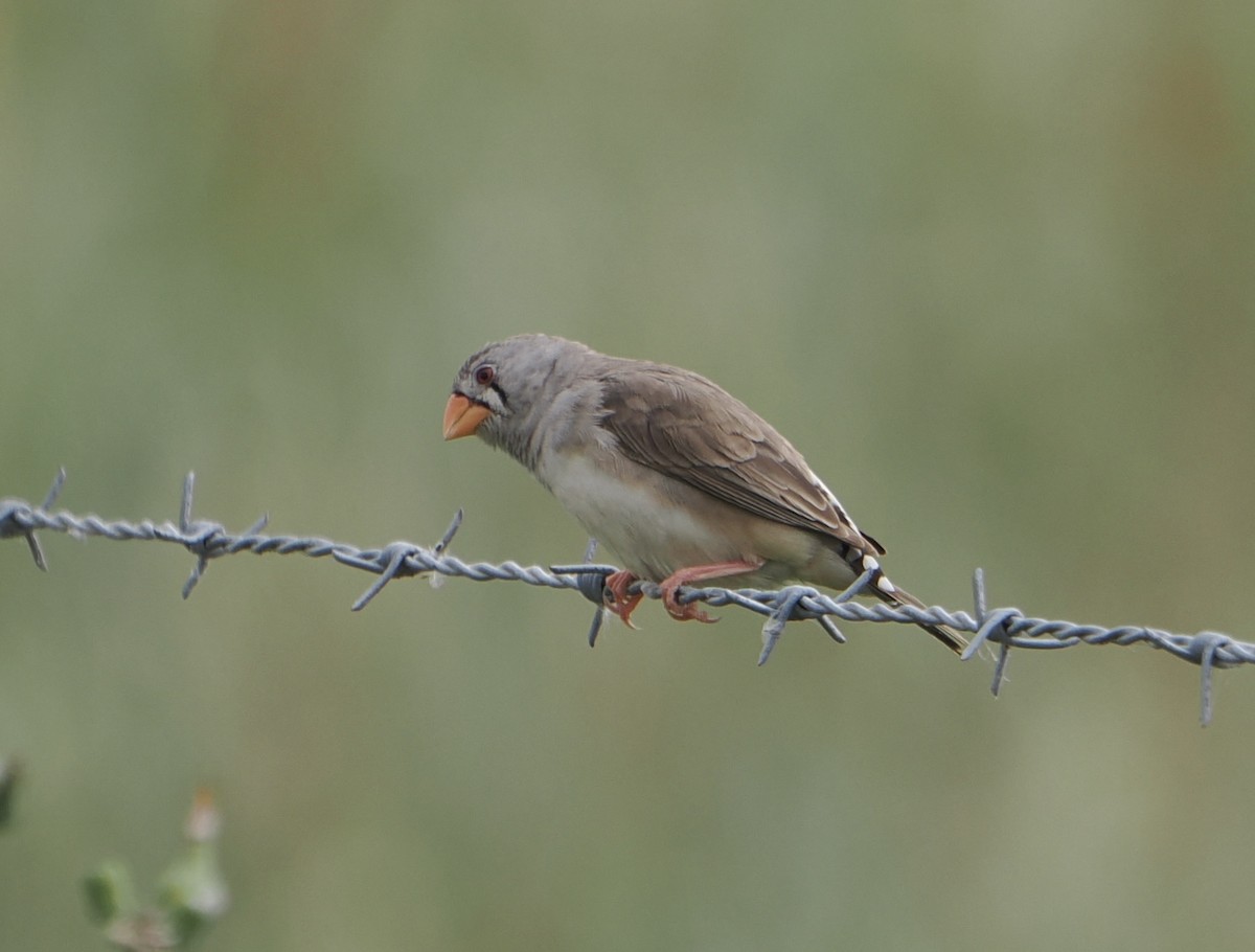 Diamante Cebra - ML646867883