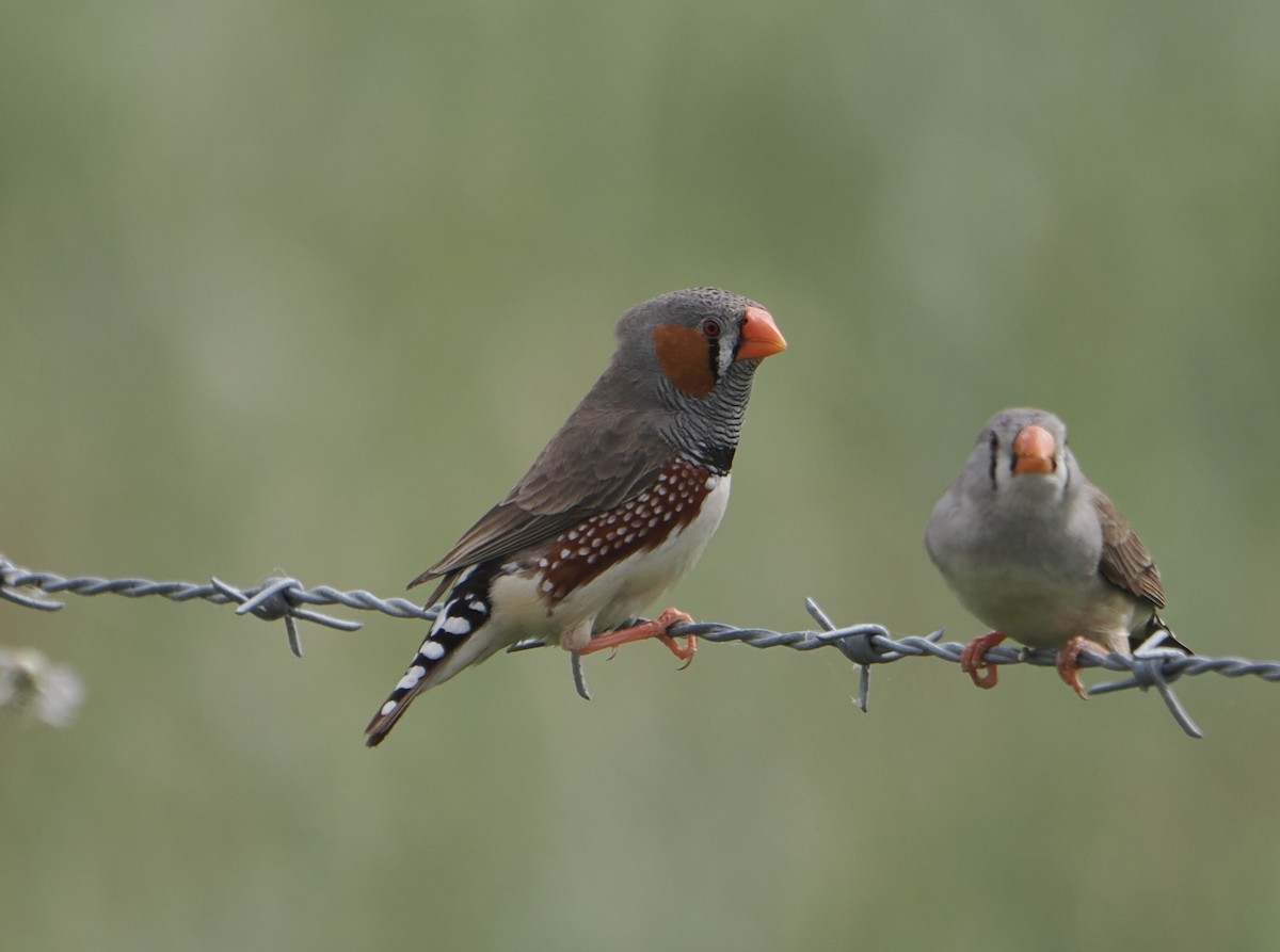 Diamante Cebra - ML646867884