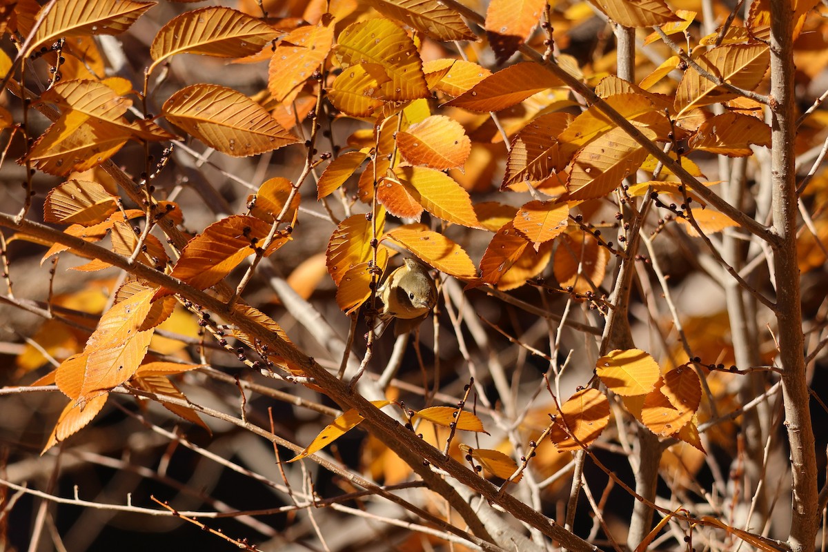 Ruby-crowned Kinglet - ML646867887