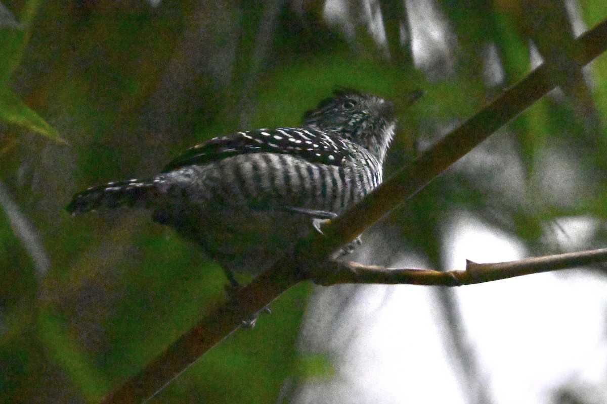 シマアリモズ - ML646867888