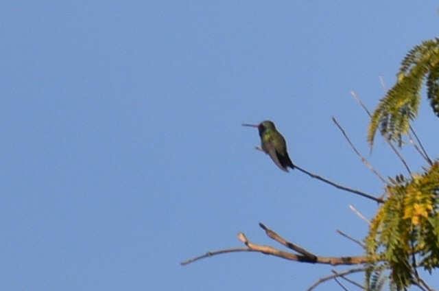 Broad-billed Hummingbird - ML646867889