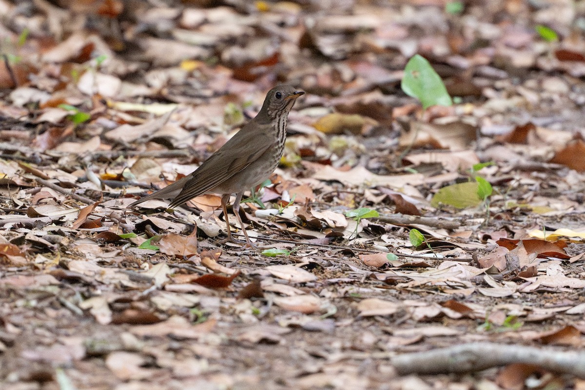 Grauwangen-Musendrossel - ML646867893