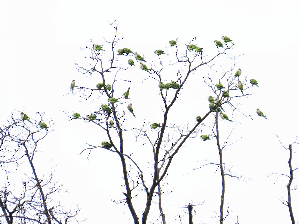 Mönchssittich - ML646867896