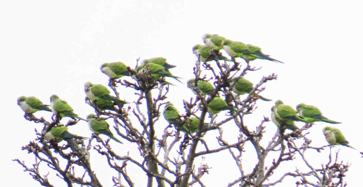 Mönchssittich - ML646867897