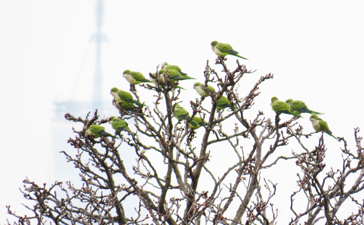 Mönchssittich - ML646867898