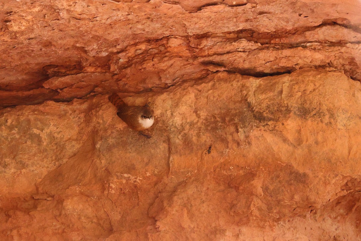 Canyon Wren - ML646867901