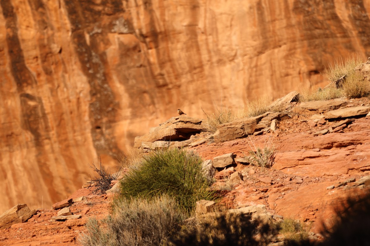 Canyon Wren - ML646867902