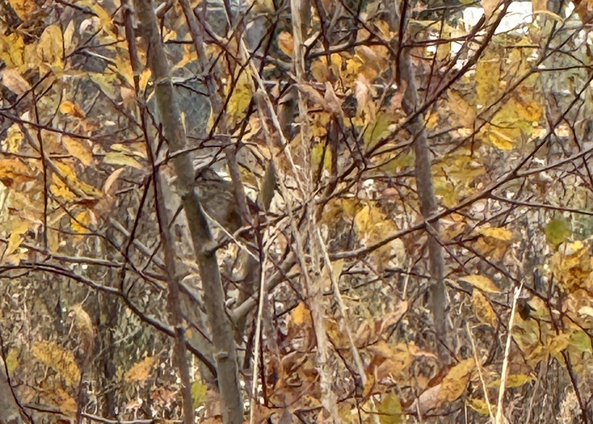 Swamp Sparrow - ML646867903