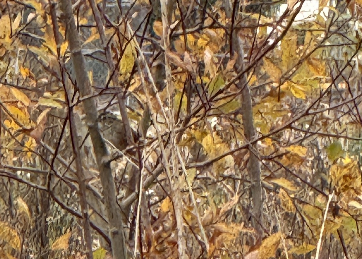 Swamp Sparrow - ML646867904