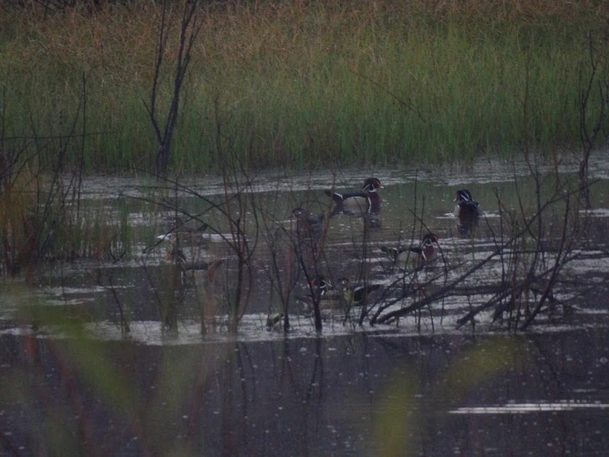 Wood Duck - ML646867908