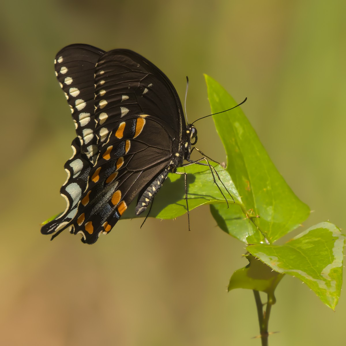 Spicebush Swallowtail - ML646867910