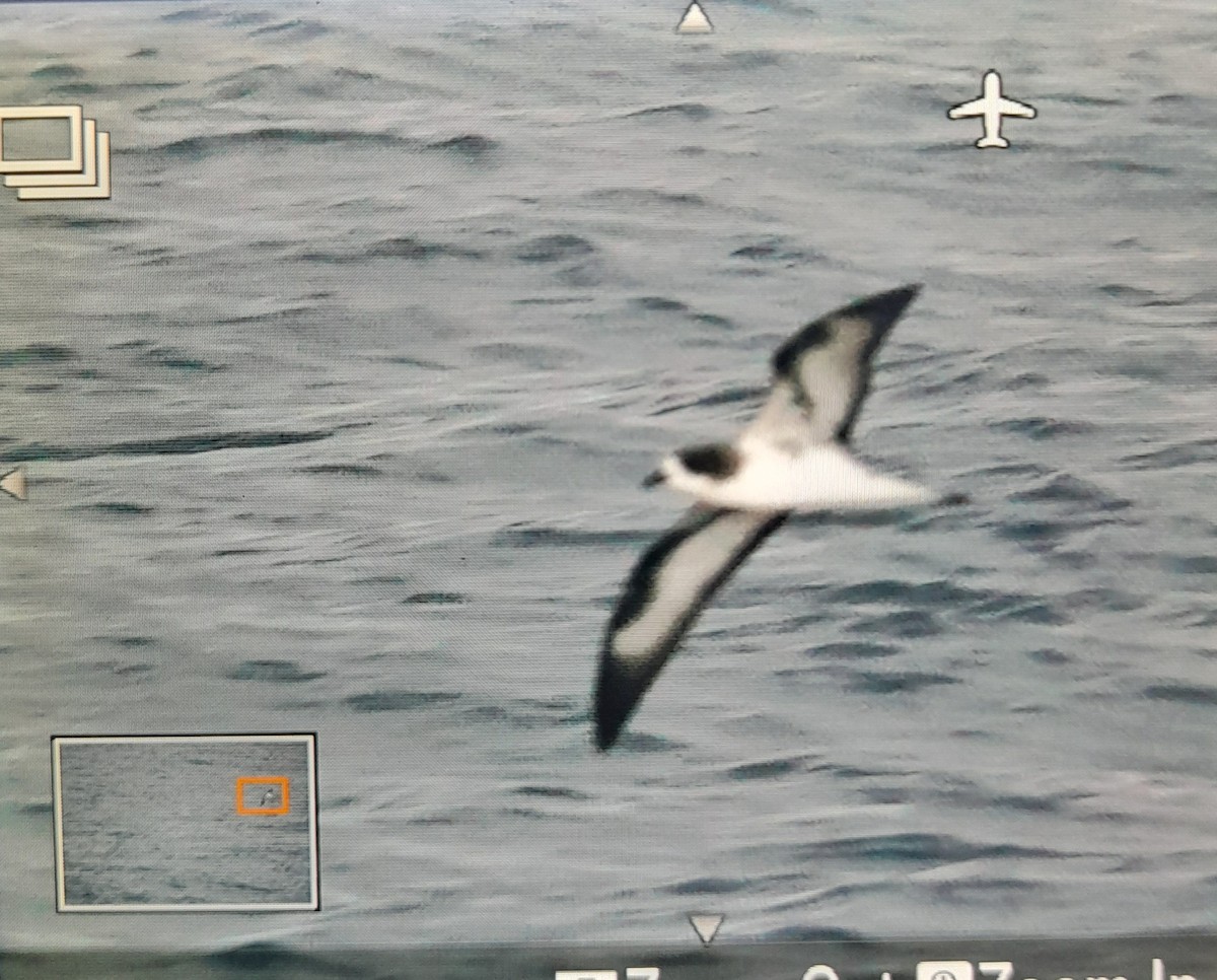 Galapagos Petrel - ML646867911