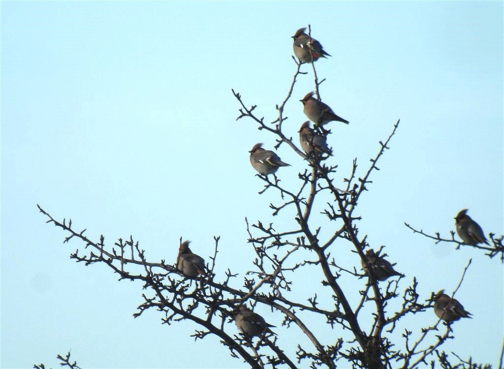 Bohemian Waxwing - ML646867914
