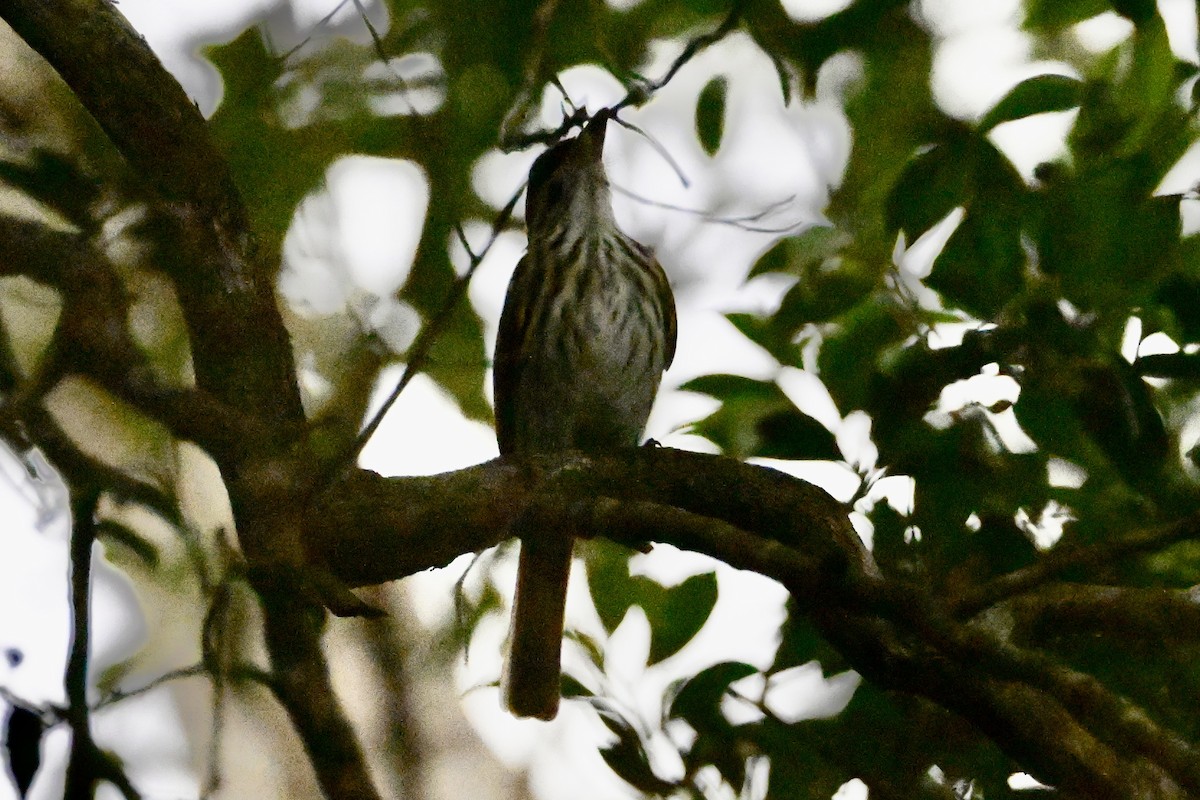 Çizgili Büyük Tiran - ML646867916