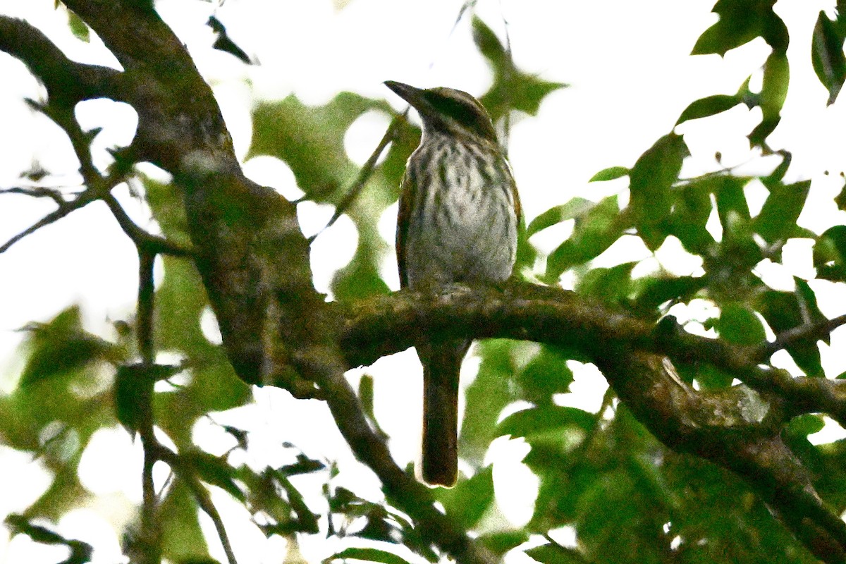 Çizgili Büyük Tiran - ML646867917