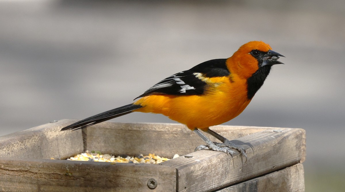 Altamira Oriole - ML646867920