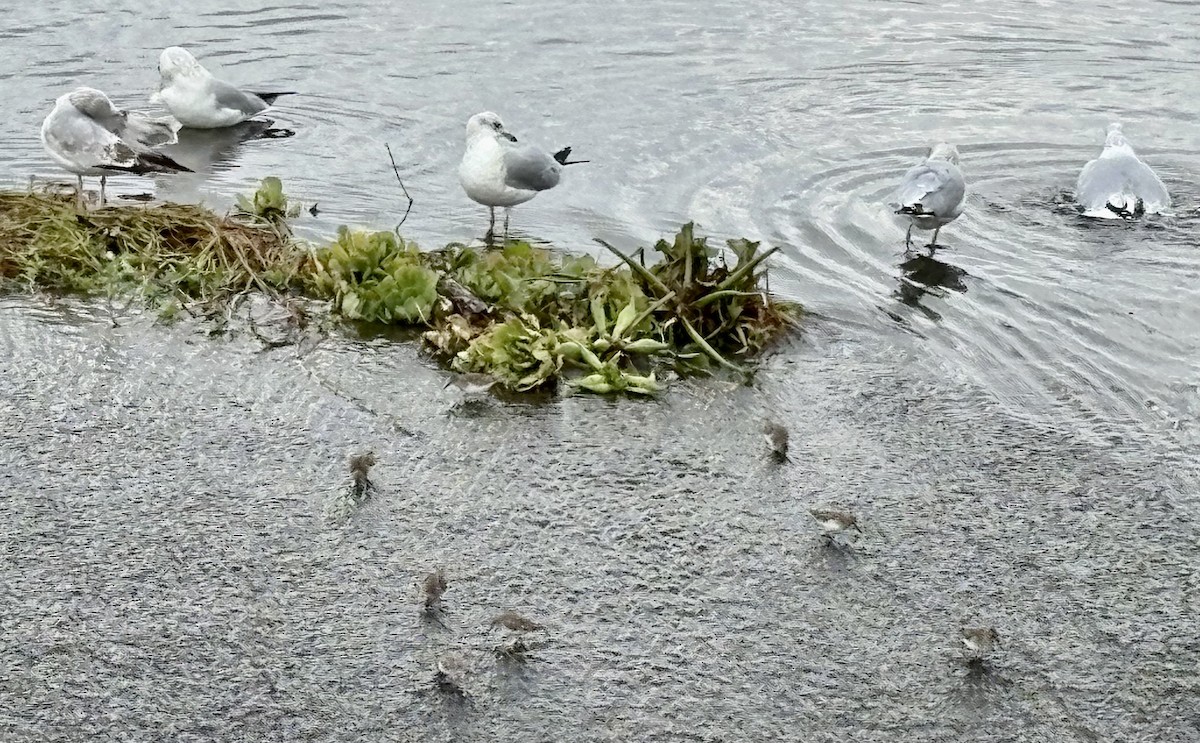 Ring-billed Gull - ML646867925