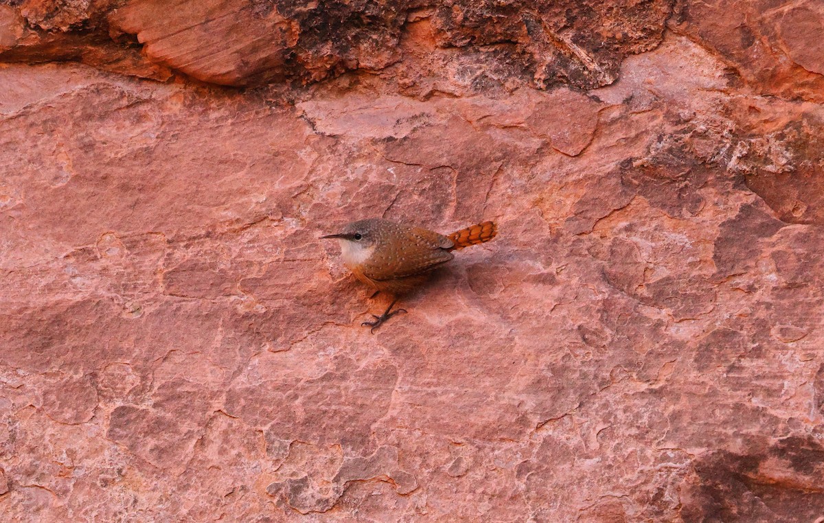 Canyon Wren - ML646867928