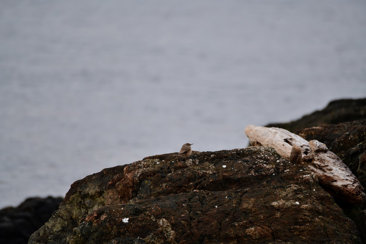 Rock Wren - ML646867931