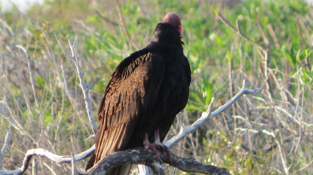 Turkey Vulture - ML646867933