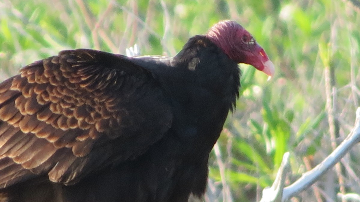 Turkey Vulture - ML646867935