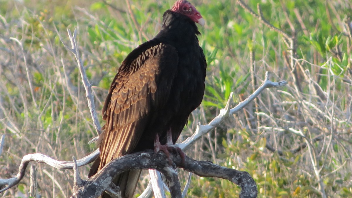 Turkey Vulture - ML646867938