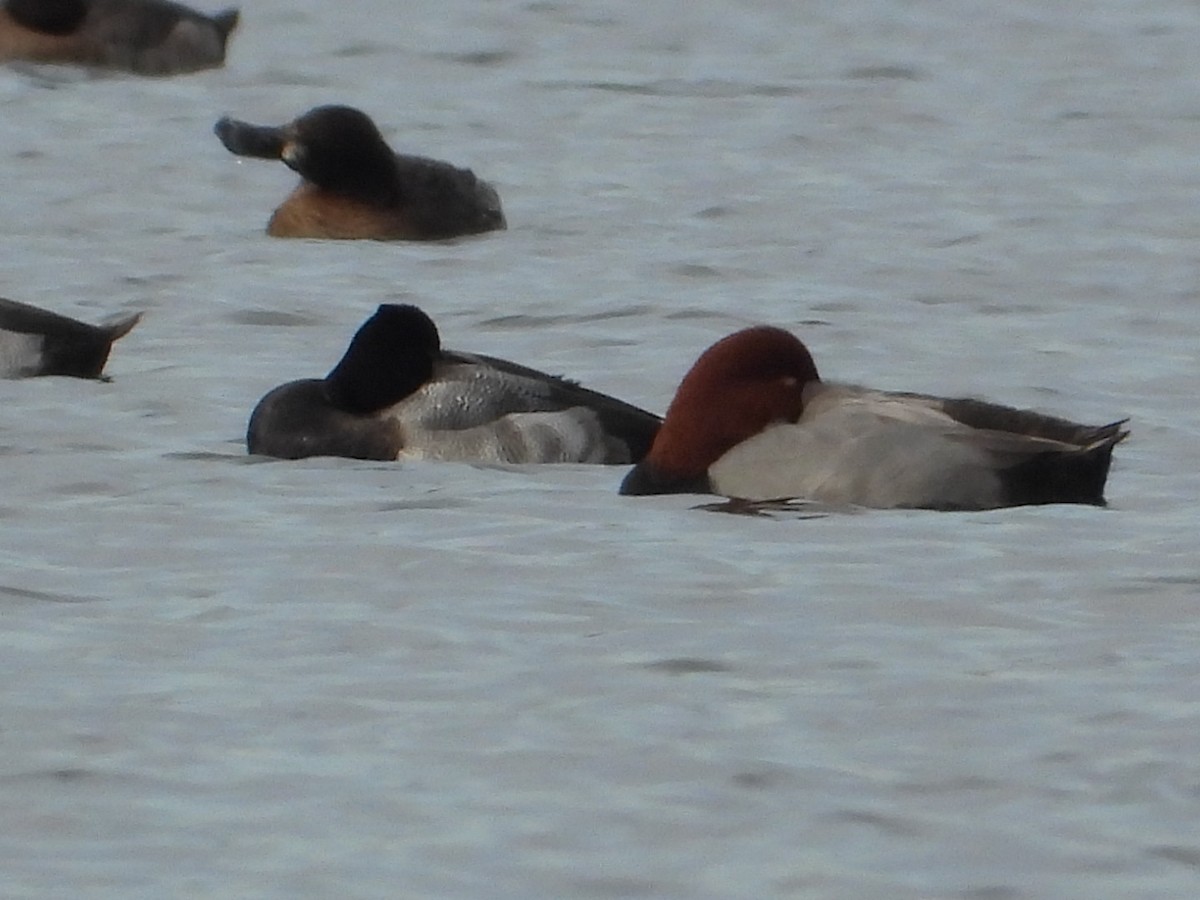 Redhead - ML646867940