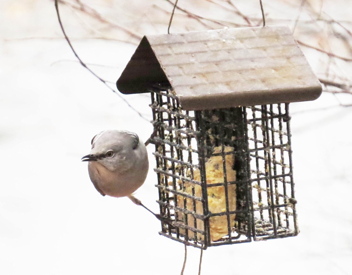 Northern Mockingbird - ML646867942