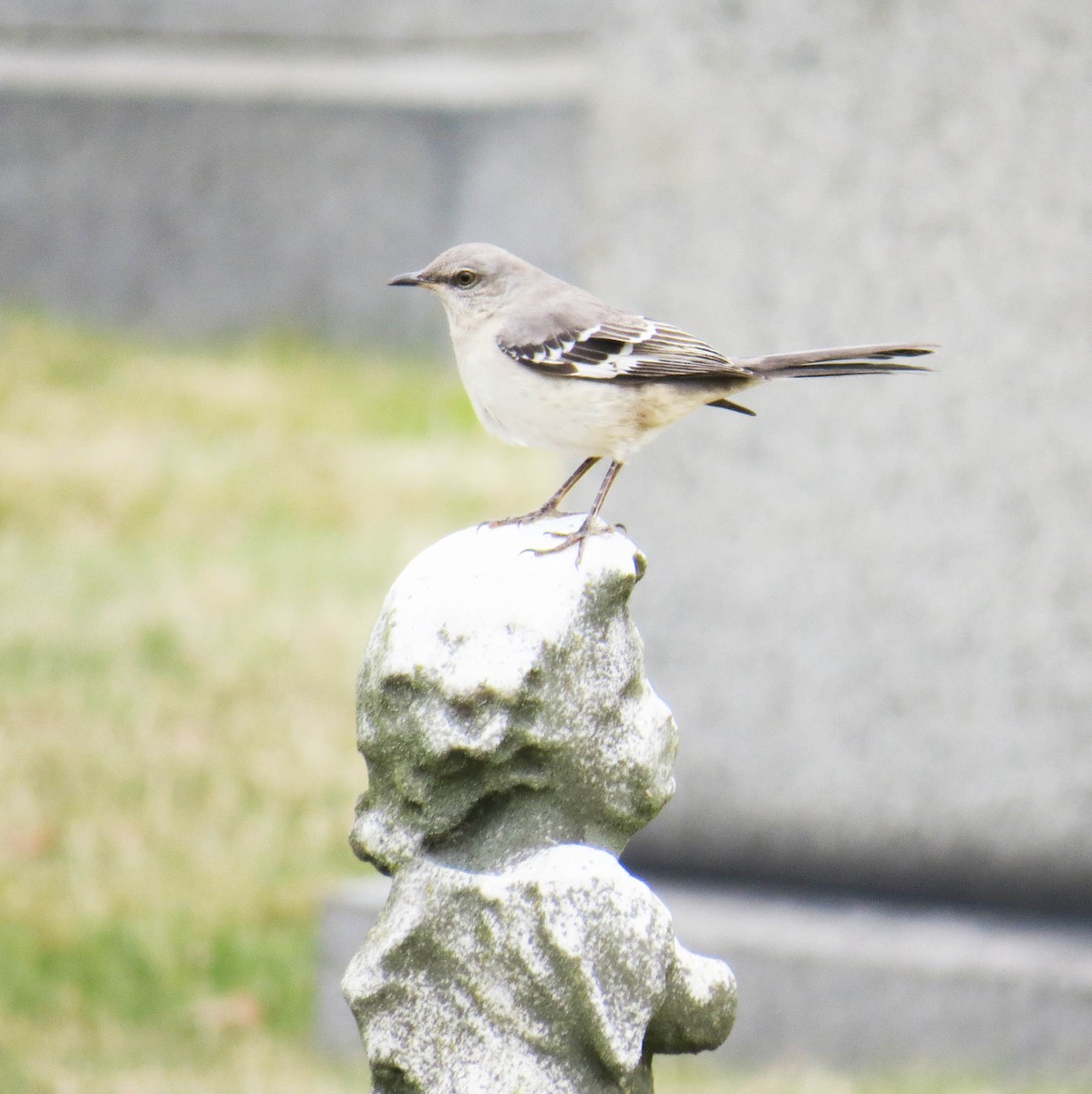 Northern Mockingbird - ML646867943