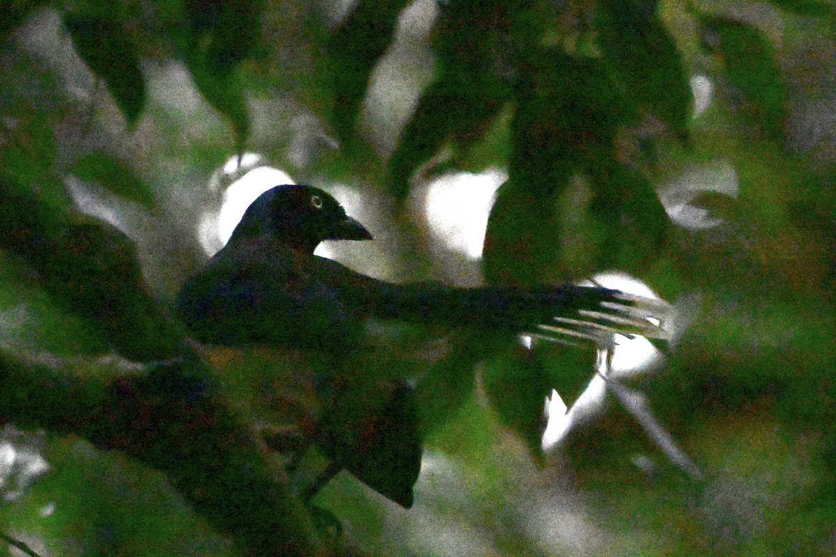 Kara Göğüslü Mavi Karga - ML646867944